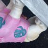 Frenchie dog on skateboard pink flower shirt Humane Society - Image 8