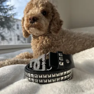 DC Shoes Men's Black and Brown Belt